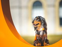 Goodwoof2025_KirstyJayneRussell_061.jpg