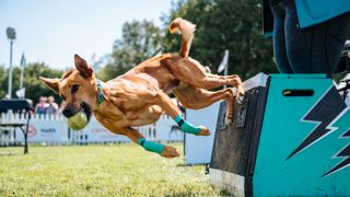 Website-Goodwoof2023_JaysonFong_0088.jpg
